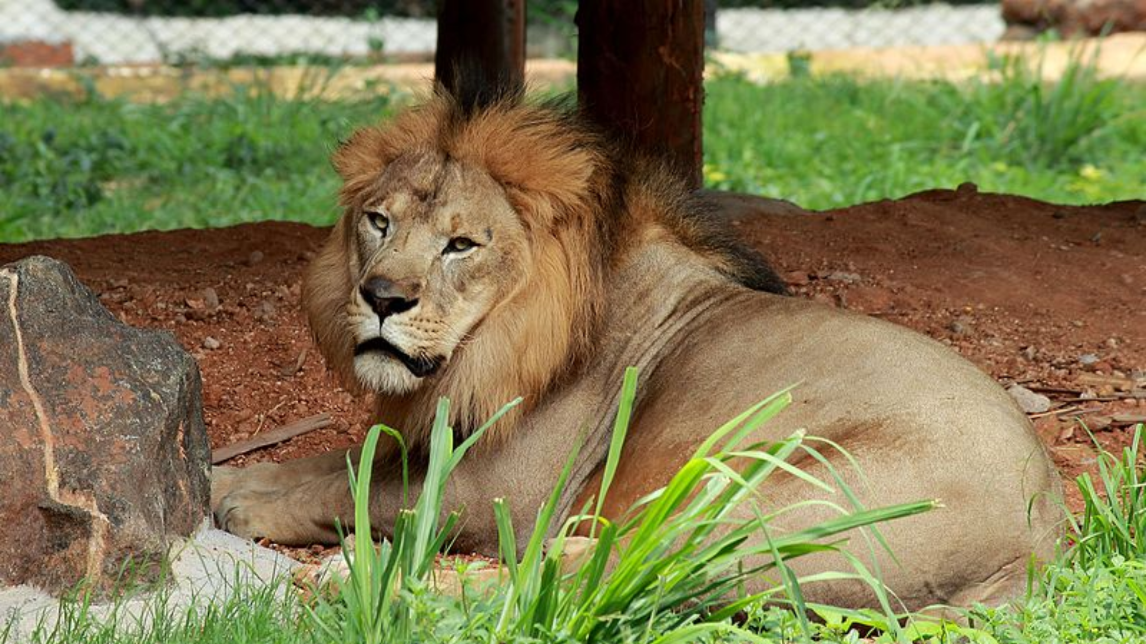 Mysore Zoo 