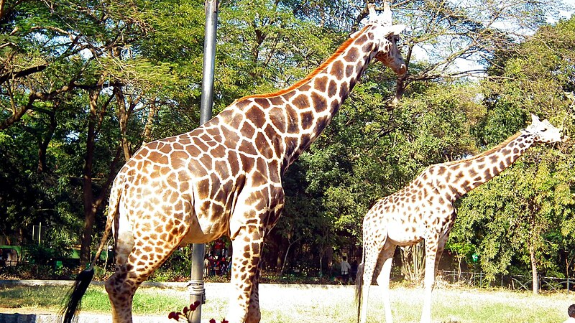 Mysore Zoo